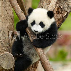 Giant panda baby over the tree