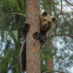 Brown bear climbing tree in Tiaga forest