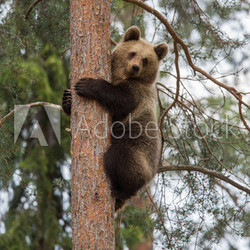 Brown bear climbing tree in Tiaga forest