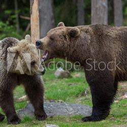 Brown bears in Tiago forest