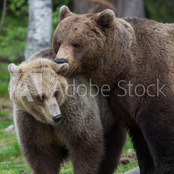 Brown bear love in Tiaga forests