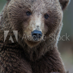 Brown bear portrait