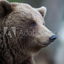 Brown bear portrait