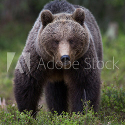Brown bear in Tiago forest