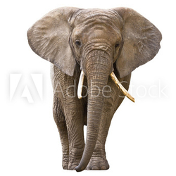 Elephant isolated on white