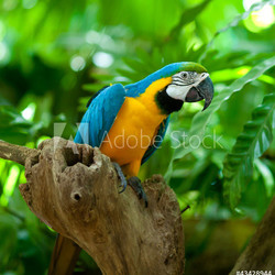 macaw parrot