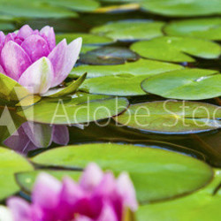 Lotusblüte - Seerose im Teich