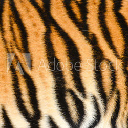 tiger skin