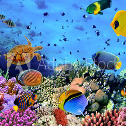 Photo of a coral colony