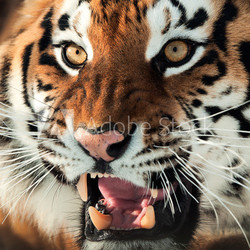Siberian Tiger Growling