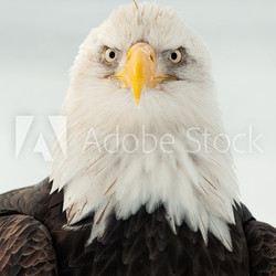 Close up Portrait of a Bald Eagle