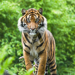 Asian- or Bengal tiger with bamboo bushes background