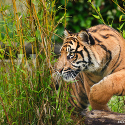 Portrait of Sumatran Tiger Panthera Tigris Sumatrae big cat
