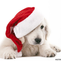 christams dog