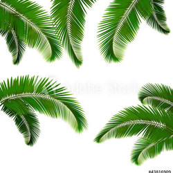 Set of palm leaves on white background  Vector illustration
