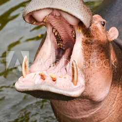 hippopotamus