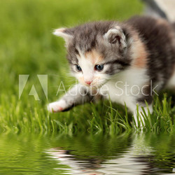 Katzenbaby mit Spiegelung