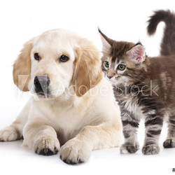 Cat and dog