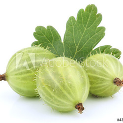 Green gooseberry fruit with leaf on white
