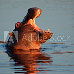 Hippopotamus in water