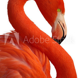 Portrait de flamand rose