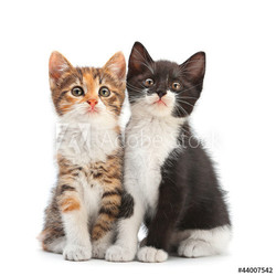 Two kitten sitting