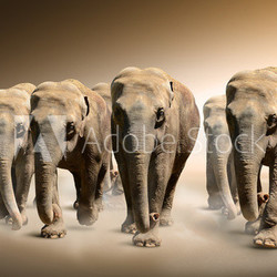 Herd of elephants