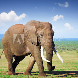 Elephant with large tusks