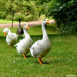 Des oies marchent en ligne