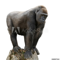 Gorilla auf Ausguck, Freisteller