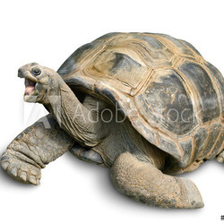 Tierportrait einer Riesenschildkröte