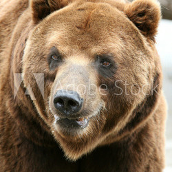 Kamchatka Brown Bear