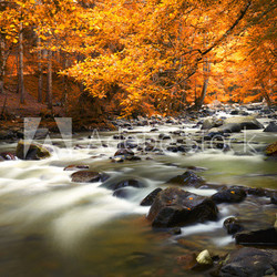 Autumn landscape with trees and river