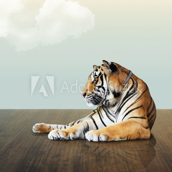 tiger under the sky with cloud on wood floor
