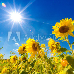 Sunflowers field