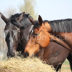 Two horses eating hay