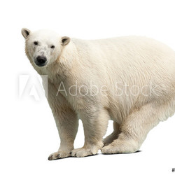 polar bear over white