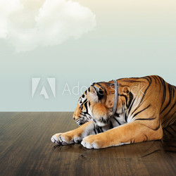 tiger sleep under the sky with cloud on wood floor