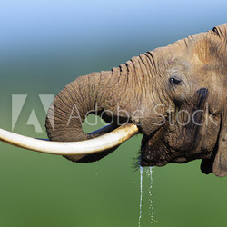 Elephant drinking water