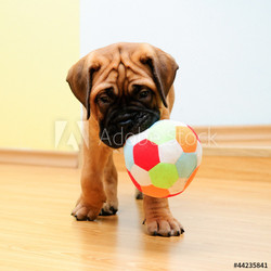 little puppy bullmastiff