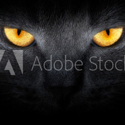 View from the darkness. muzzle a cat on a black background.