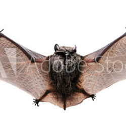 Little brown Bat. Back