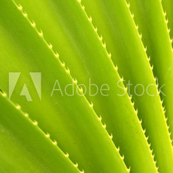 Abstract Background Texture Of Tropical Plant