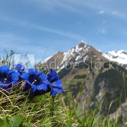 Enzian Blumen der Alpen
