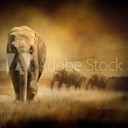 Elephants at sunset