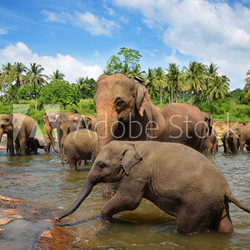 Elephants in the river
