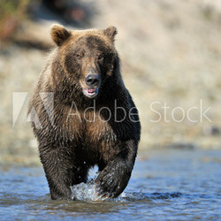 Grizzly Bear fishing in river.