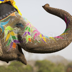 Decorated elephant at the elephant festival in Jaipur