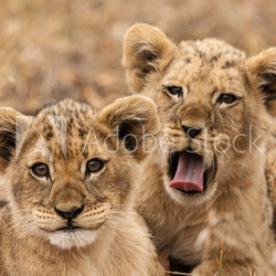 Junge Löwen (Panthera leo)