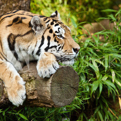 Sibirischer Tiger (Panthera tigris altaica)
